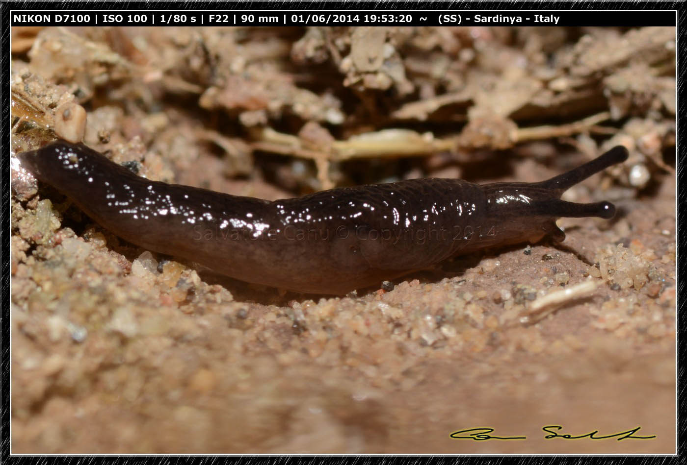 Ricerca Limax in Sardegna